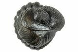 Enrolled Eldredgeops Trilobite Fossil - New York #285644-1